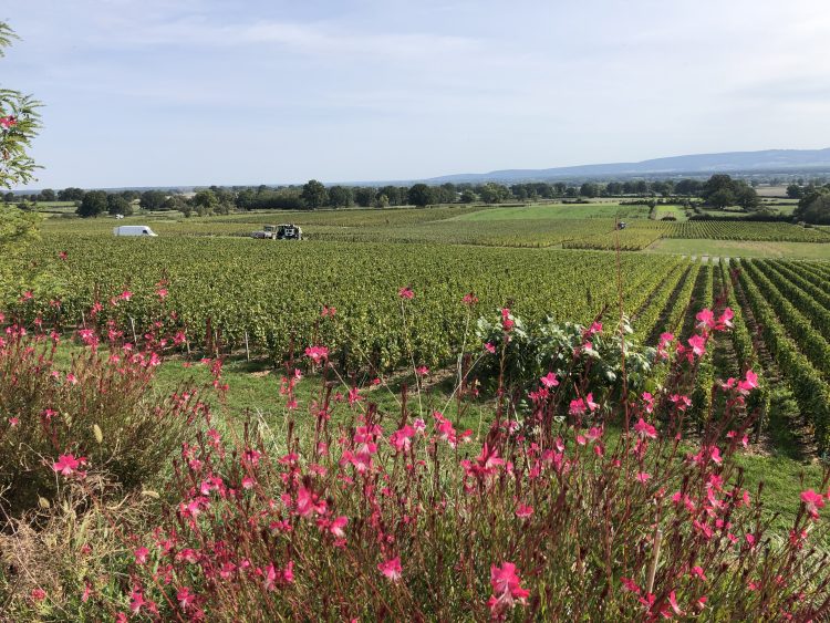 5 - Bike trip - Burgundy