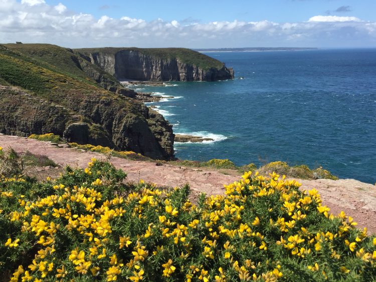 Blick auf Blumen und Küste in der Nordbretagne