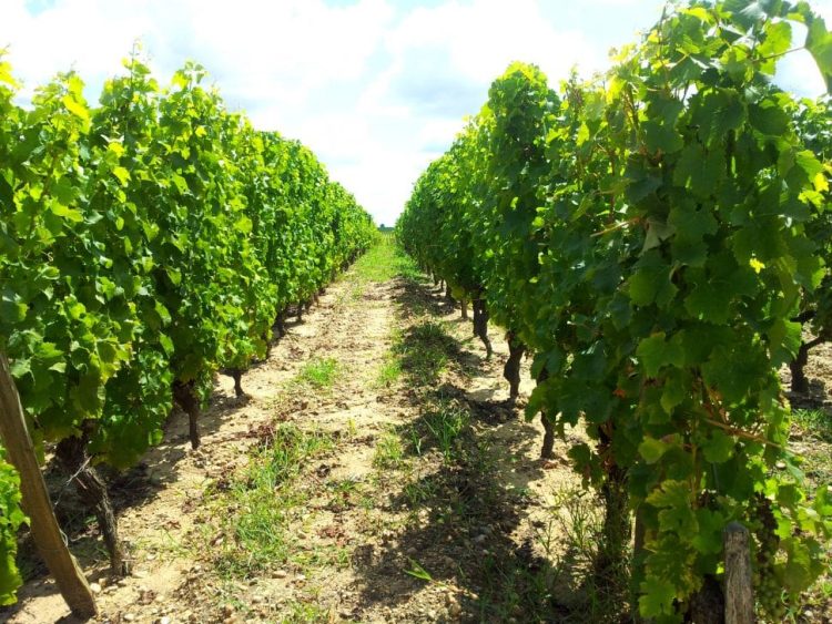 View of grape vines in Entre-Deux-Mers