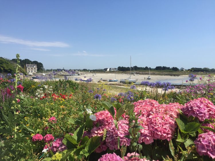 Blumenwiese in Finistère