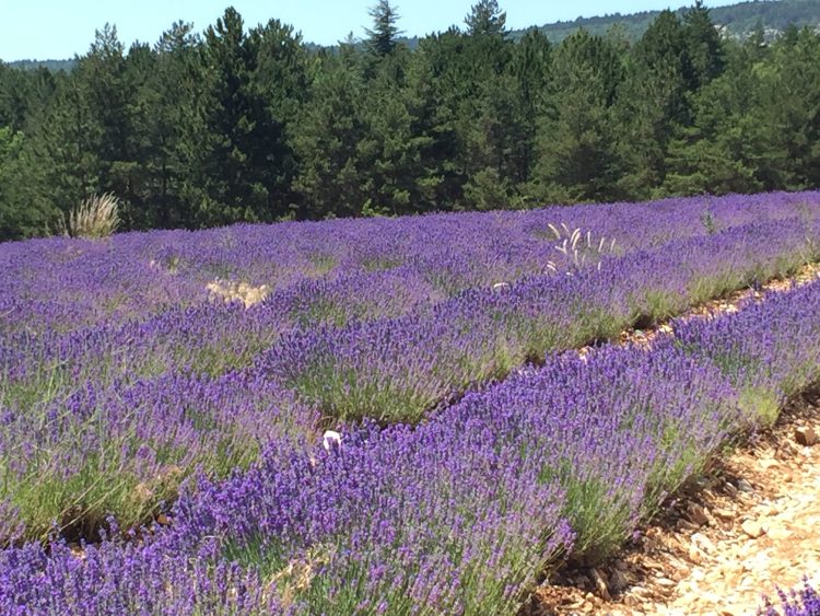 Blick auf Lavendelfeld in der Provence