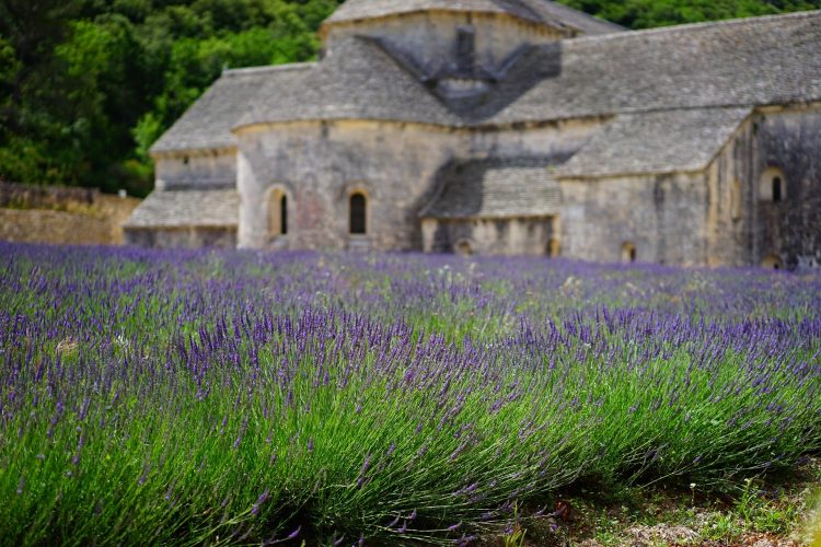 Lavendelfeld und altes Gebäude in der Provence