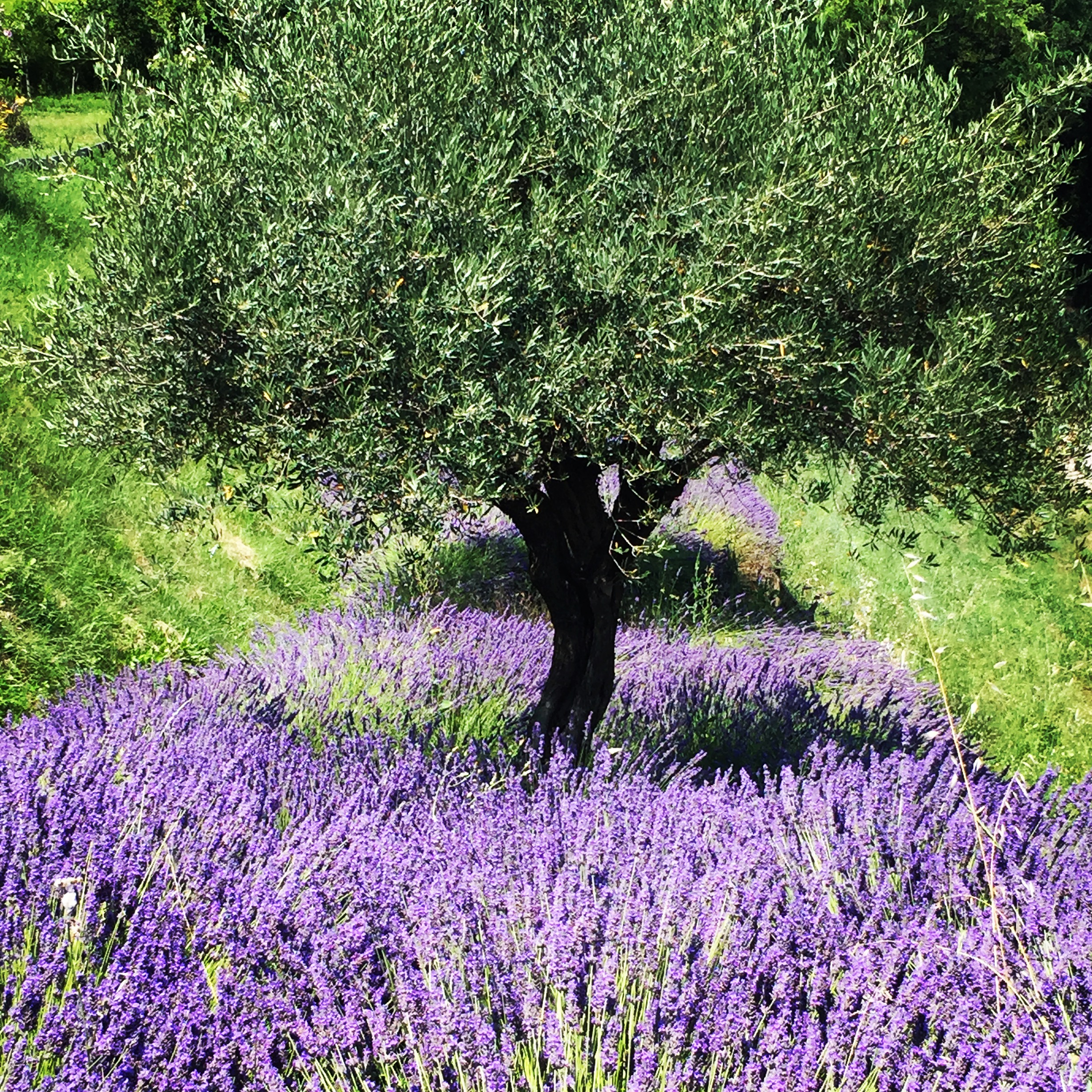Blick auf Lavendel in der Provence