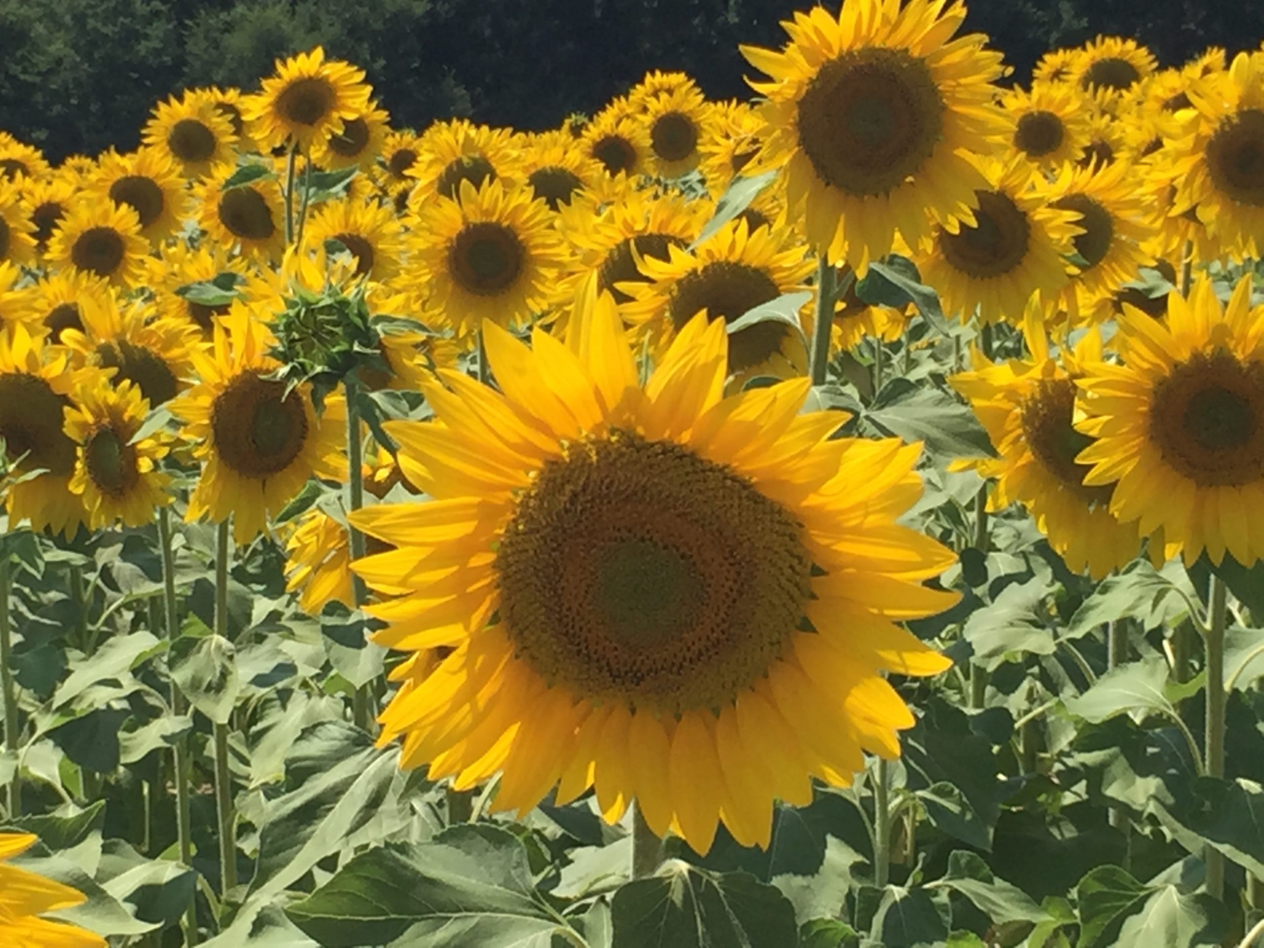 Sonnenblumen in der Provence