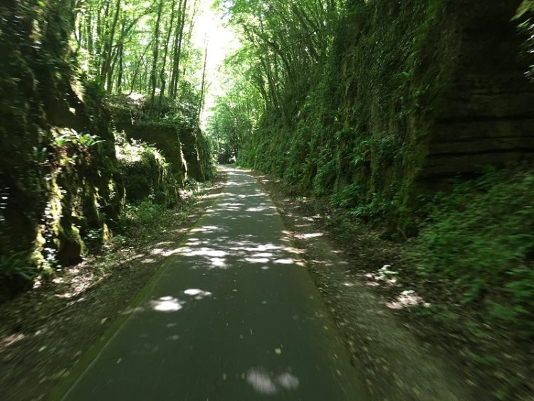 Piste cyclable à travers une forêt en Dordogne