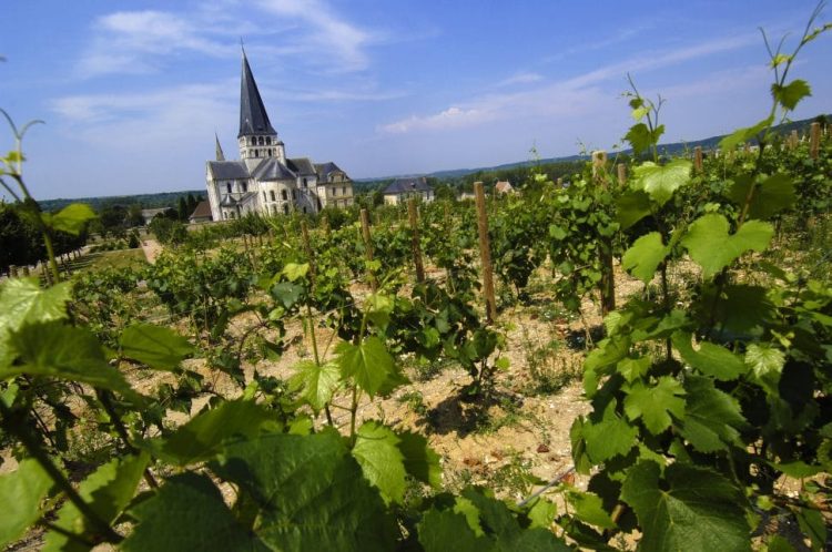 Blick auf Weinfeld in Saumur