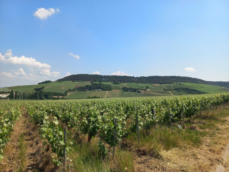 5 - Vacances à vélo - Champagne