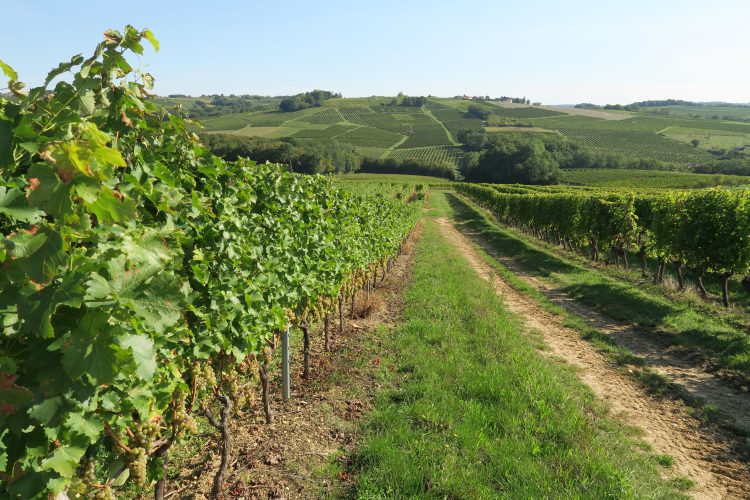View at vineyards in Bordelais