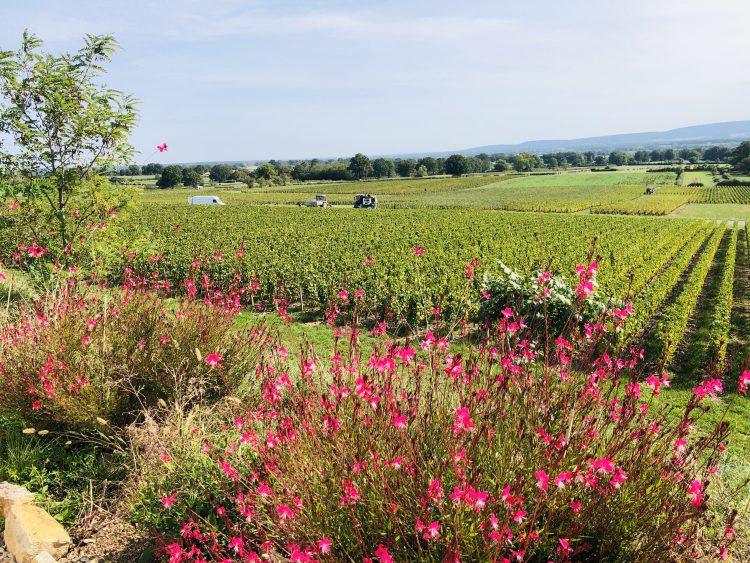 3 - France à vélo - Burgundy