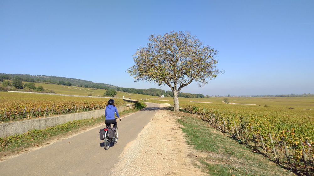 Cyclist on cycle path in Beaune