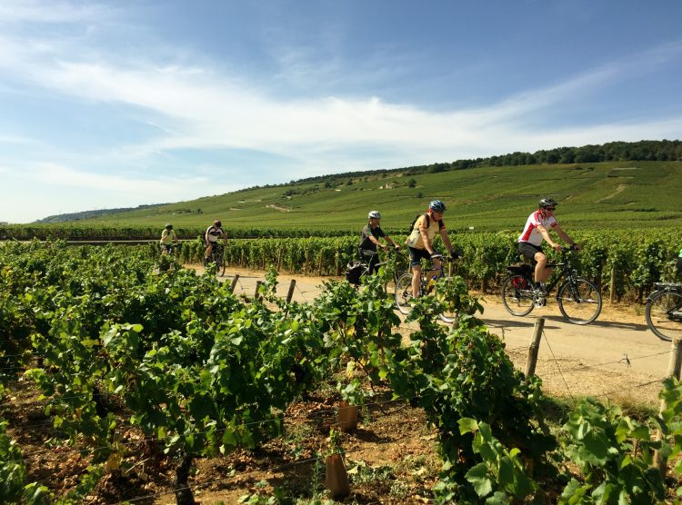 Cyclists in the vineyards of South Burgundy