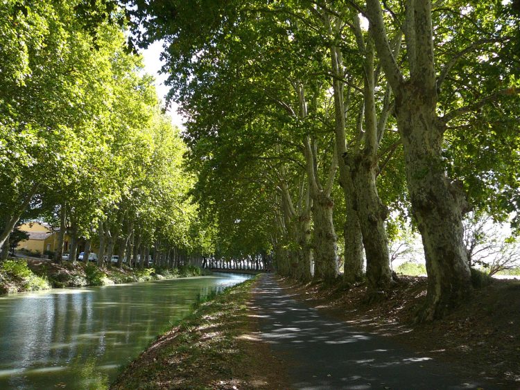 Blick auf Canal du Midi zwischen den Bäumen