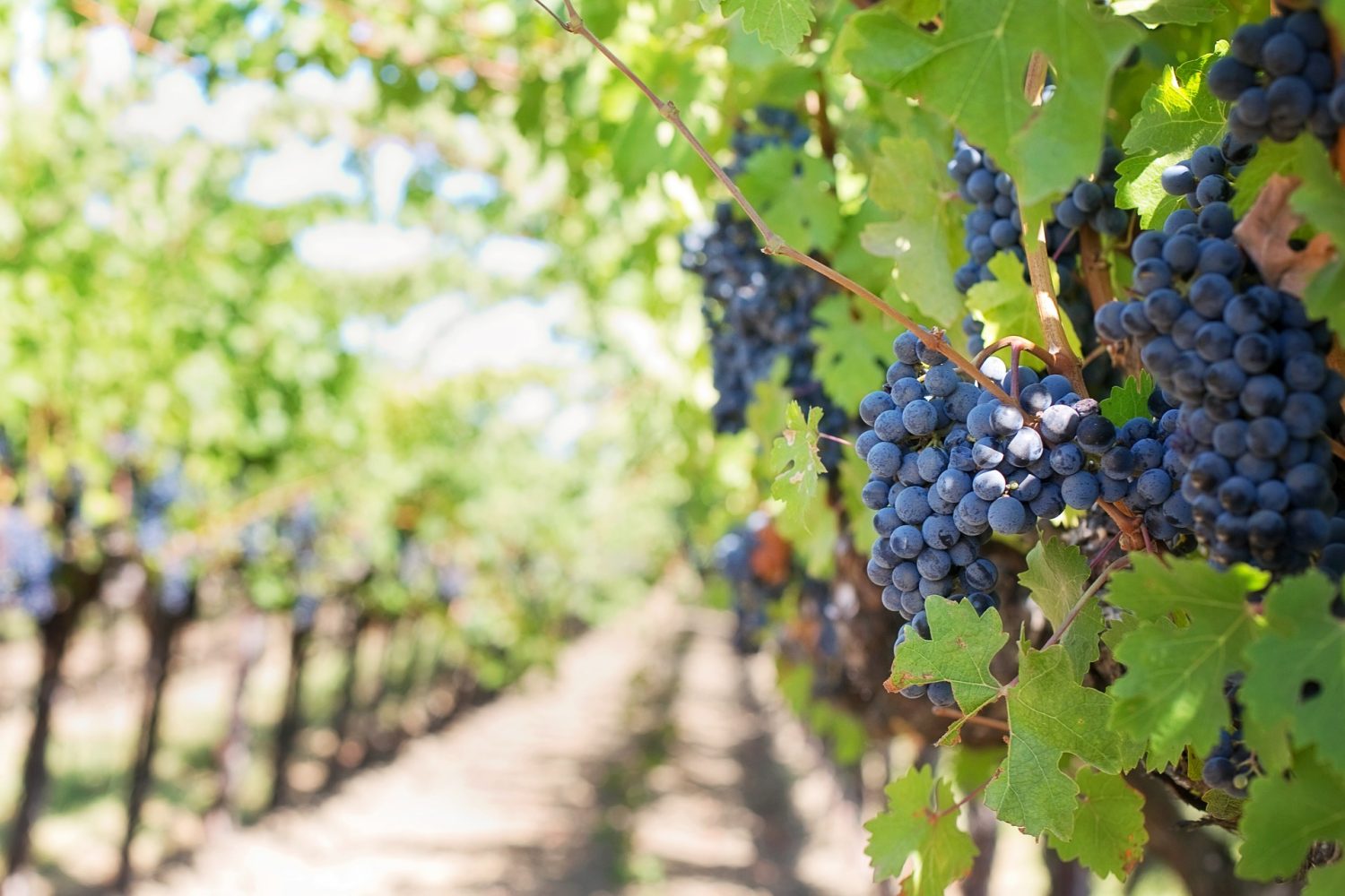 In the vineyards