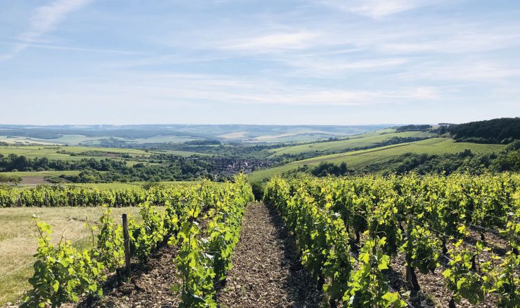 vue sur irancy dans les vignes