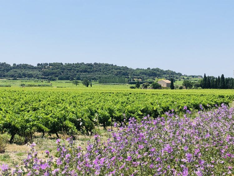 1 - Radfahren bleiben - Provence