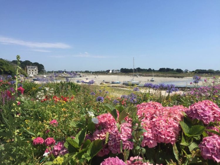 Blumenwiese vor einem Strand in Finistère