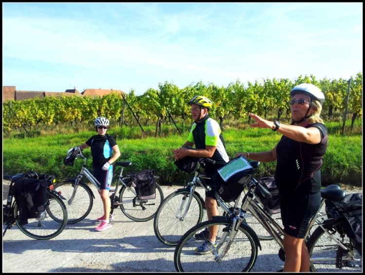 group of cyclists stop on a road between vineyards