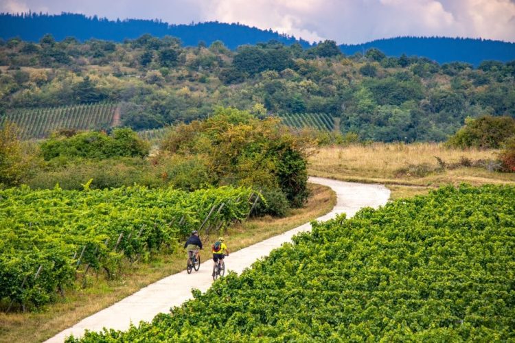 Fahrradfahrer auf einer Strasse im Elsass zwischen Weinbergen