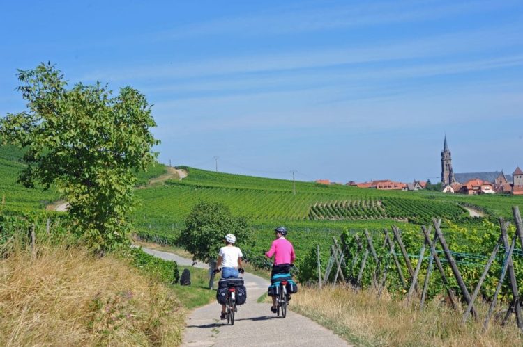Fahrradfahrer auf der Euro Velo 5 zwischen Weinbergen
