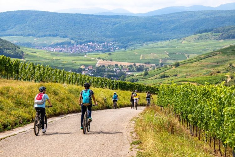 Radfahrer auf einer strasse zwischen weinbergen im elsass