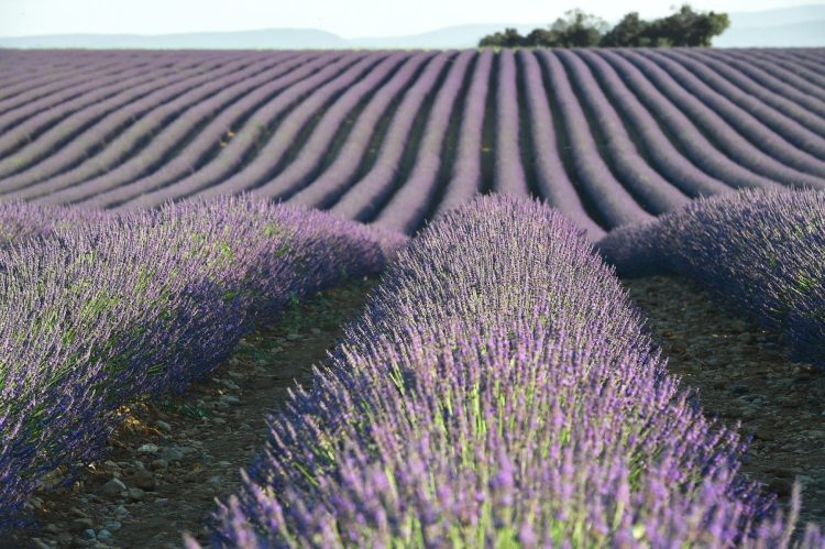 7 - Radfahren bleiben - Provence